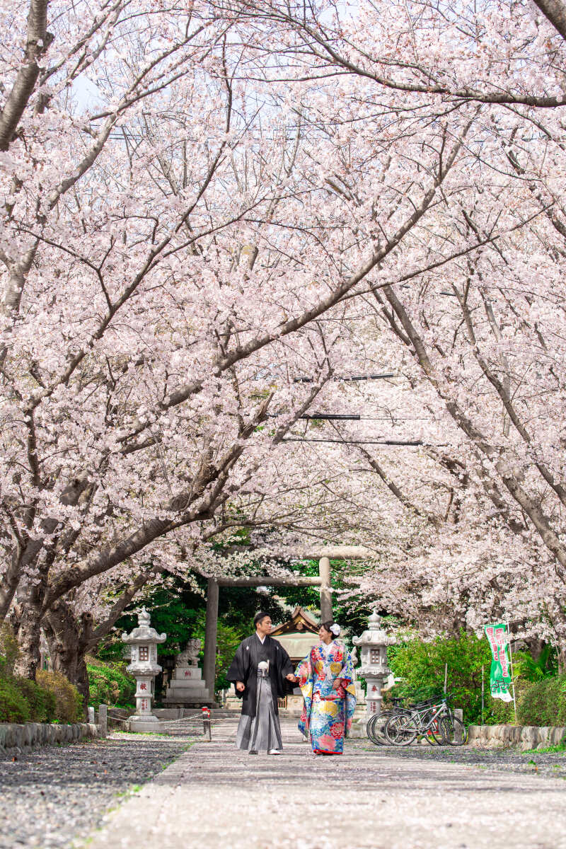 画面いっぱいの桜*