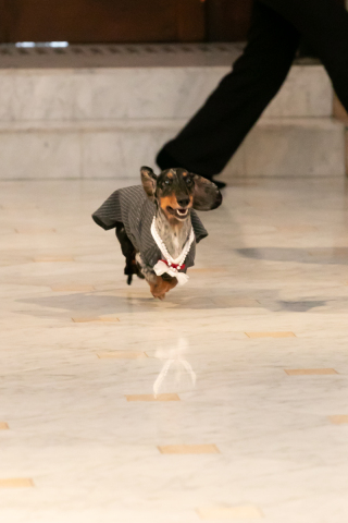 フォトウェディングLucia茅ヶ崎店_大聖堂チャペルフォト