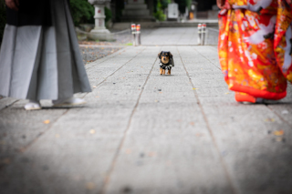 フォトウェディングLucia茅ヶ崎店_春を感じる♪新緑フォト