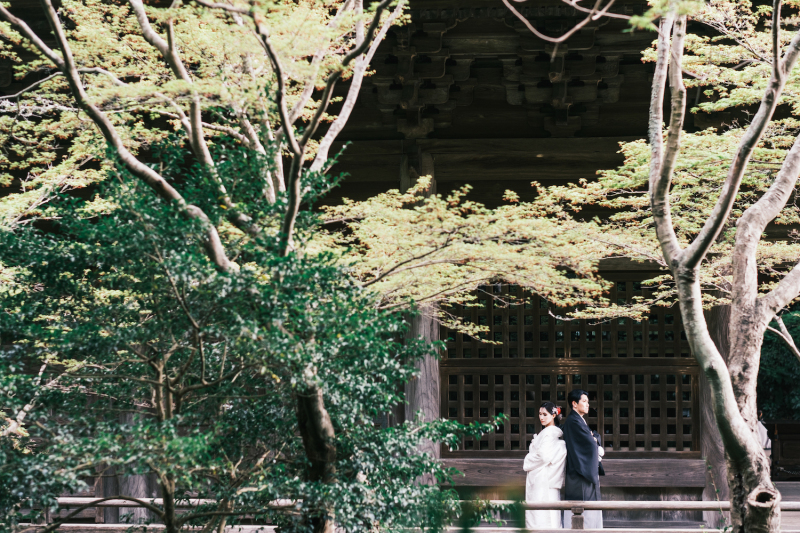 鮮やかな緑とも