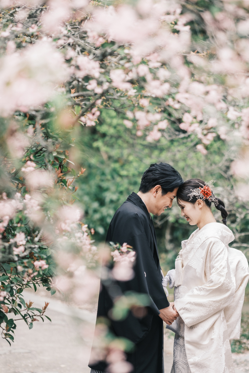 桜と緑のコントラスト