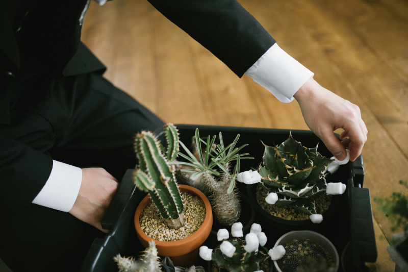 多肉植物のお持ち込み