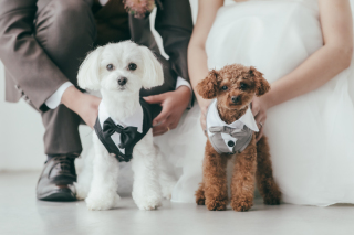 ペットも家族の一員なんだから一緒に撮影を♪