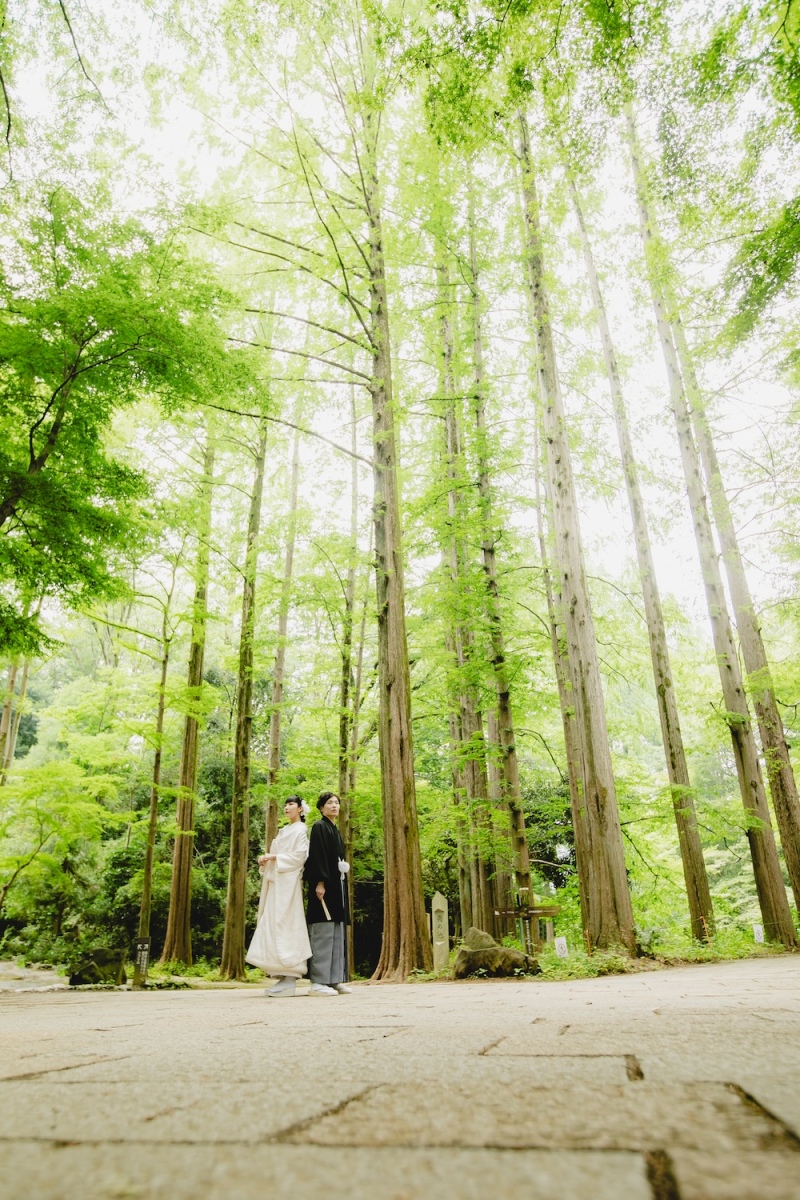 メタセコイヤの林に囲まれて『生田緑地』プラン