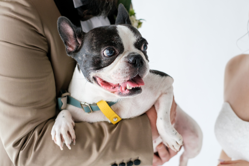 【通年】大切なペットと一緒!『ペットとスタジオ撮影』プラン