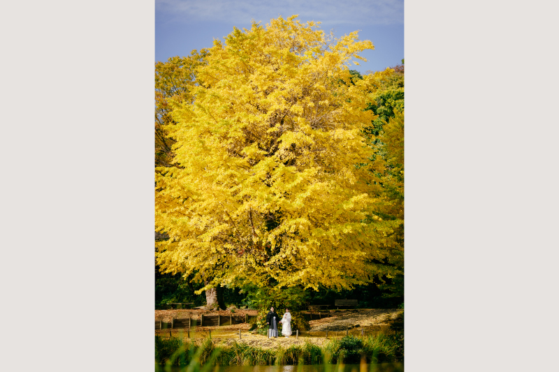 紅葉の中で前撮り撮影 衣装選び放題&全データつき!