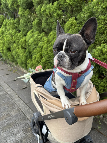 【愛犬と撮影OK】ドレス×教会プラン165,000円~