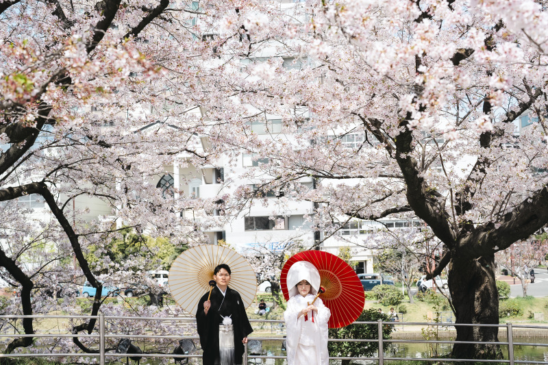 舞鶴公園での桜撮影