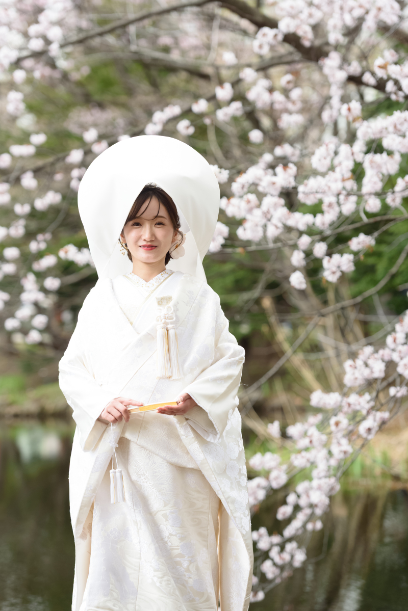 白無垢綿帽子と桜すてきです