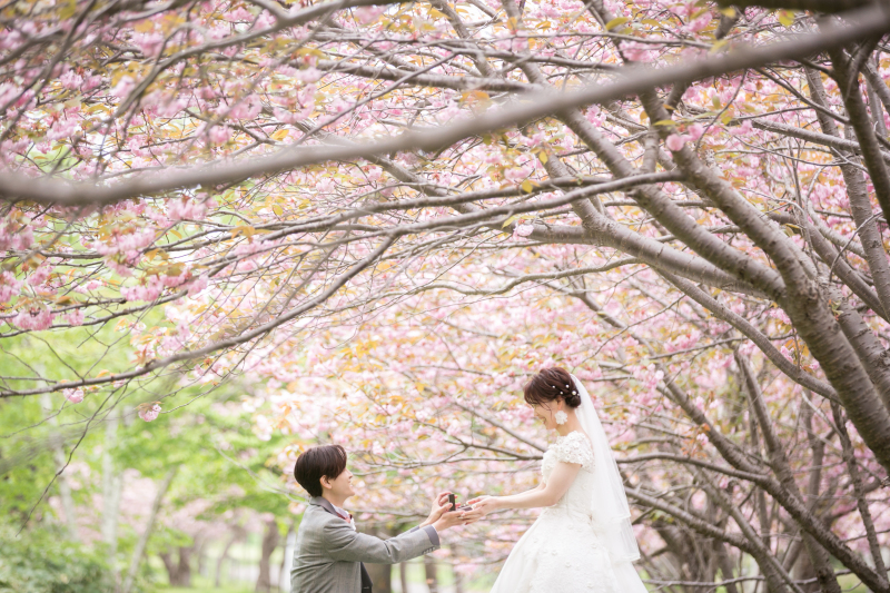 満開の桜の場所