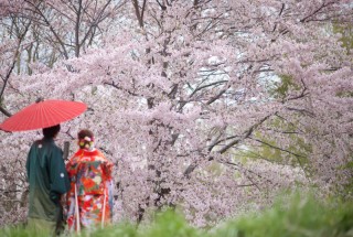 桜でウェディングフォトしたい！でもあいにくの雨でした
