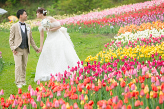 滝野スズラン公園チューリップの花畑と豊平館雨天の撮影ご新婦様の声
