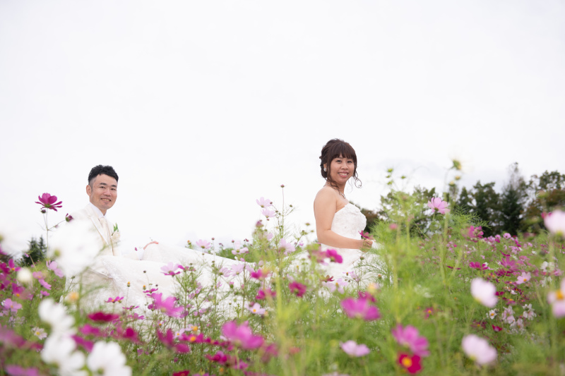 滝野すずらん公園はコスモスが一面に