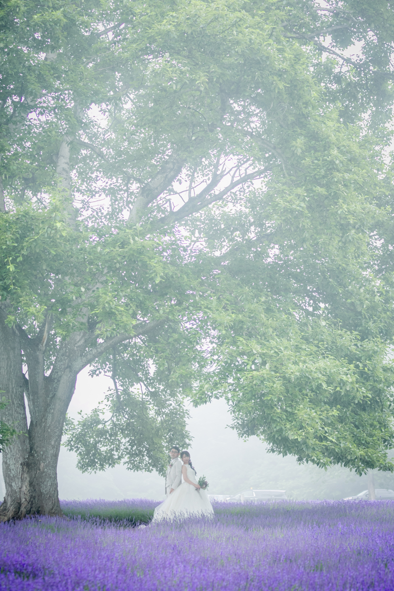 奇跡的な霧のラベンダー畑です