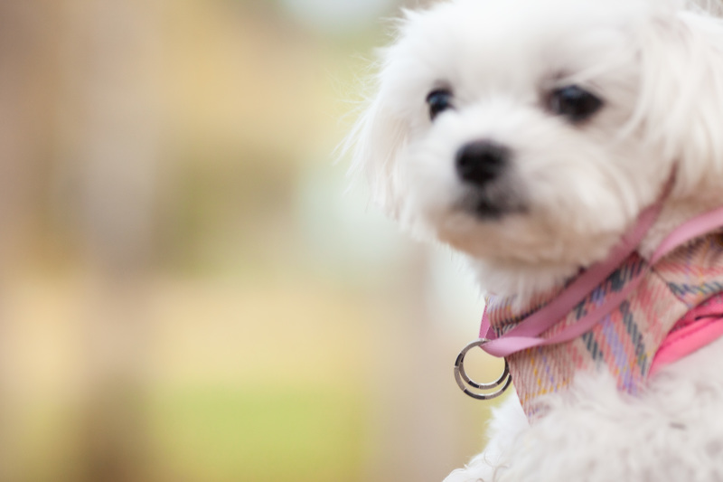 ワンちゃんにもセレモニーを手伝ってもらう