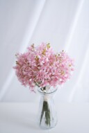 ルシアフェレノ