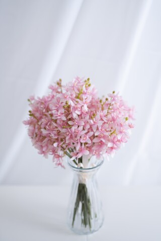 ルシアフェレノ