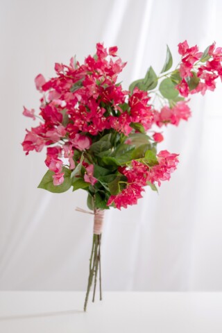 ブーゲンビリア