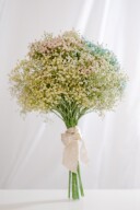 かすみ草（レインボー）