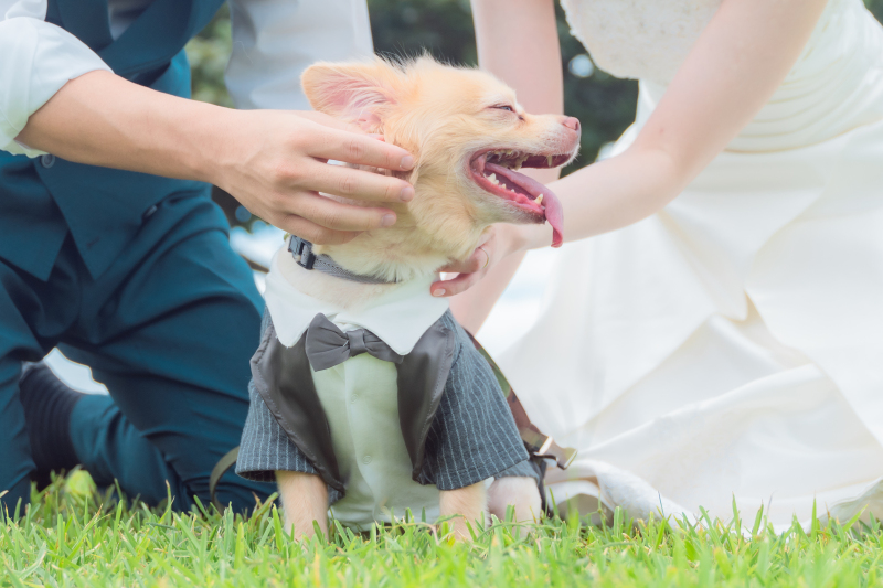 ワンちゃんのタキシード姿もばっちり♡誇らしい横顔