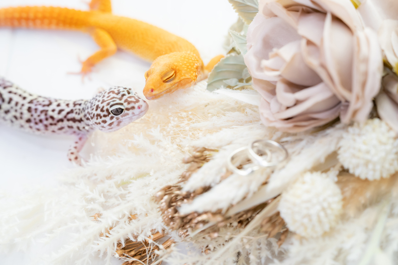 様々なペット撮影に対応