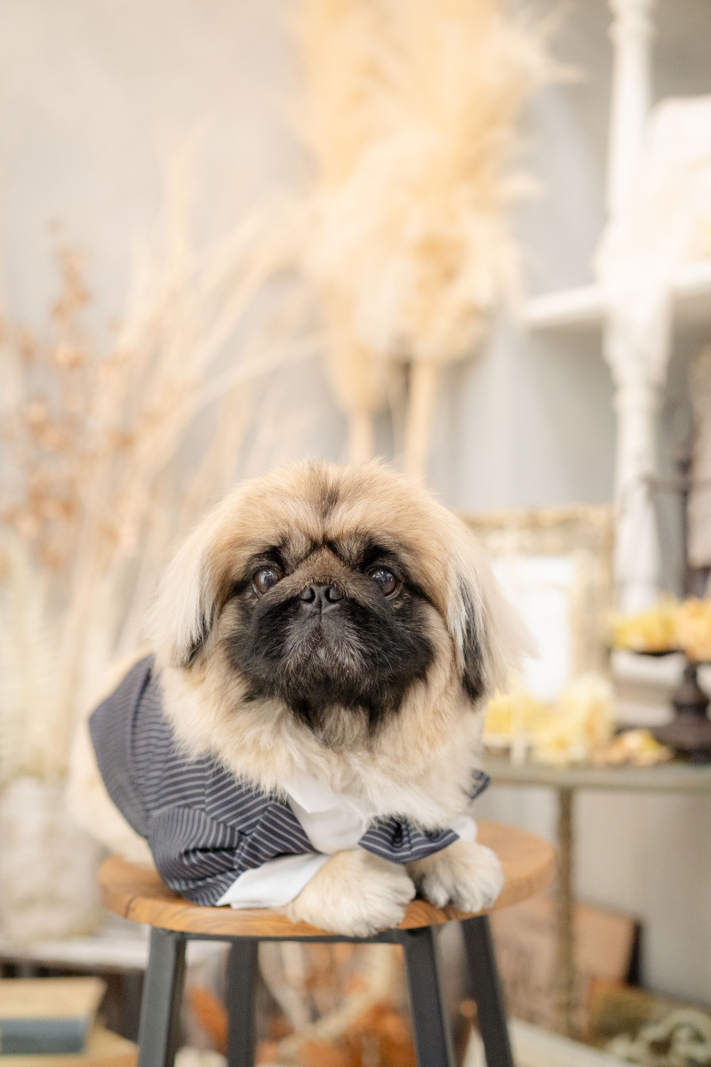 【ペット撮影応援! 全データプラン】大好きなペットと一緒にフォトウェディングが叶う!