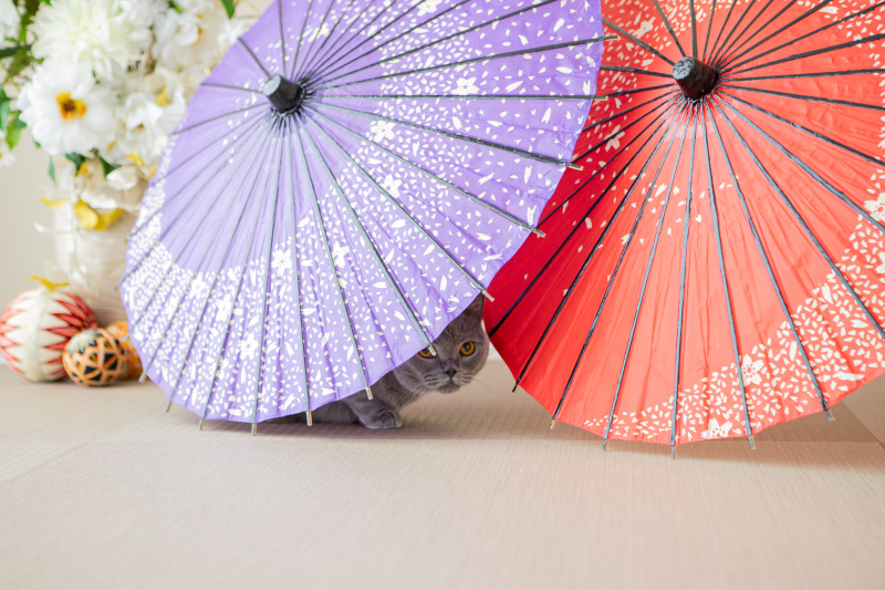 かわいいねこちゃんがチラッと♡