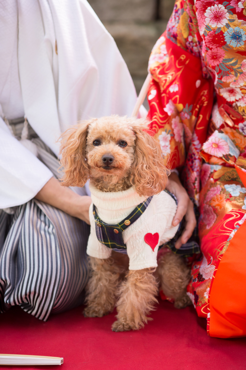 ワンちゃんも一緒に