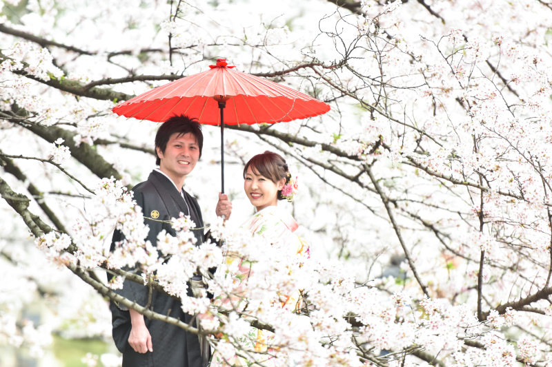 桜が咲き乱れる春の撮影!