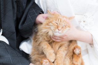 ペット撮影安心補償1匹分