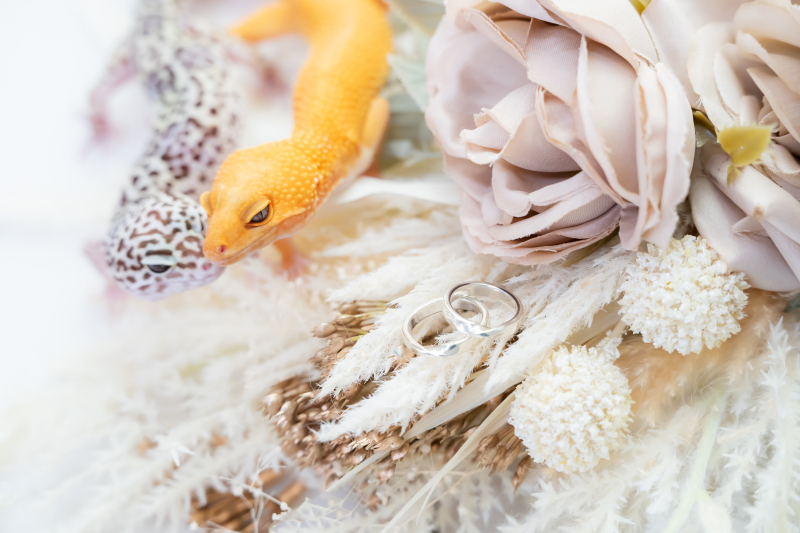 MaiBRIDE 春日井_ペットと一緒に撮影できる