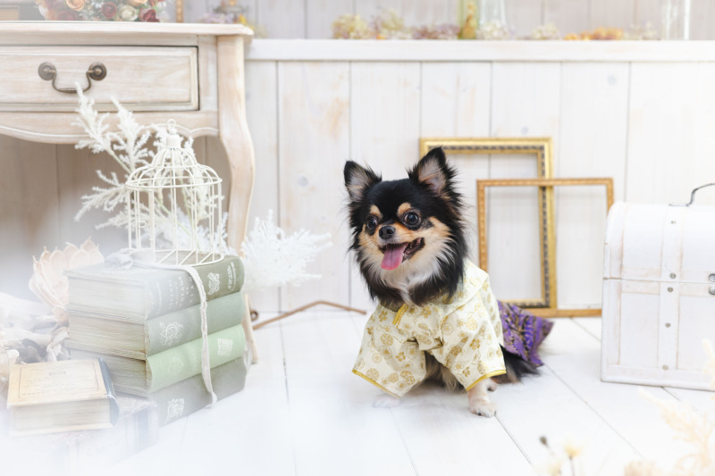 Photorait限定!ペットとスタジオ撮影+今だけペットのソロ撮影付き♡