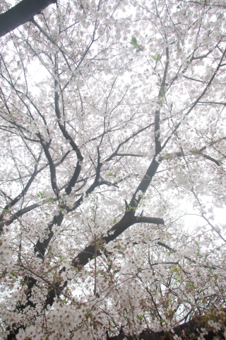 「春」桜ロケーション