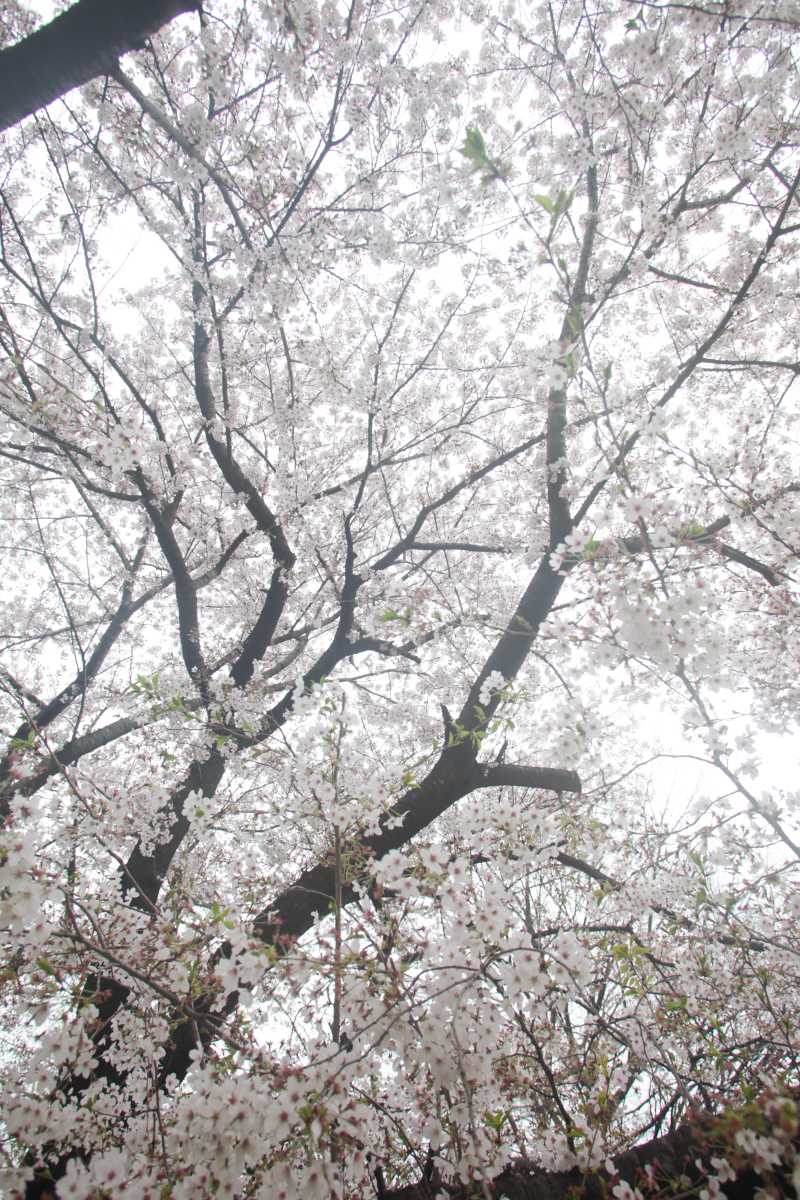 「春」桜ロケーション