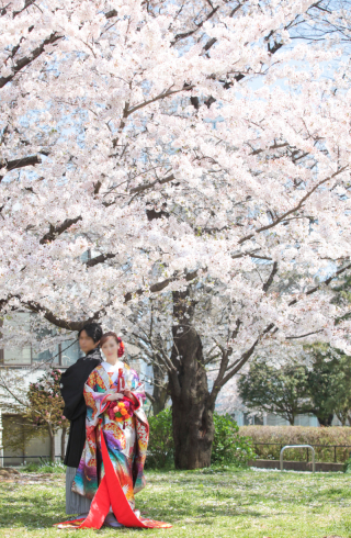 晴天の桜の下で＾＾