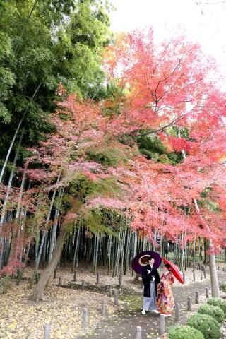 紅葉の素敵な演出！