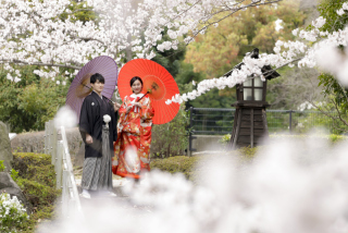 桜プラン　満開の桜とともに