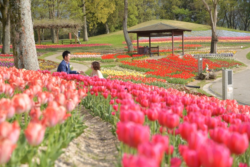 洋装でペットと一緒に！まんのう公園プラン「ドレス1点(WorC)＋タキシード1点・データ50カット」