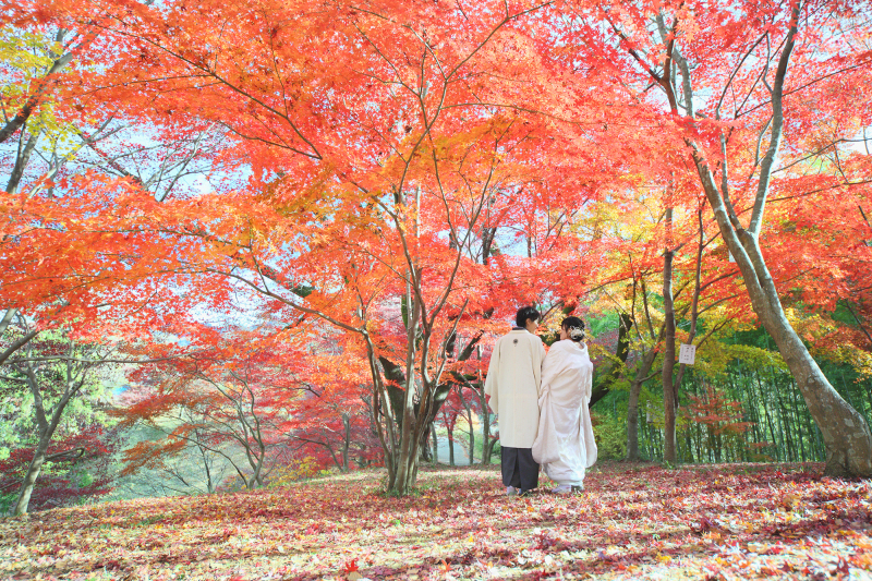 見事に枝を張った紅葉に、白の和装が映えます♪