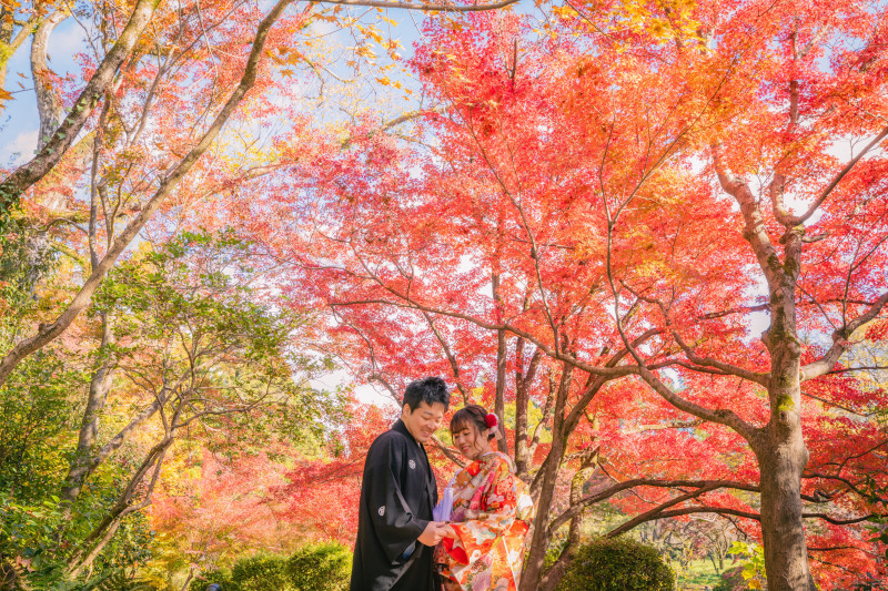 真っ赤なもみじ　色打掛　自然公園にて