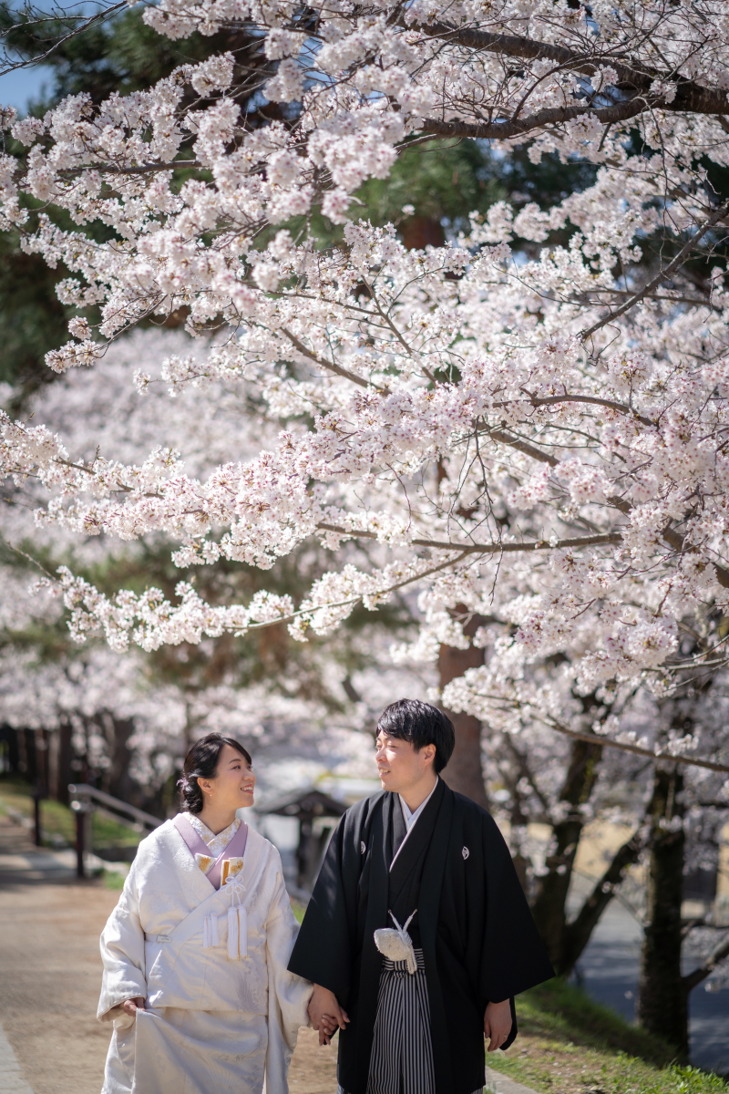 満開の桜