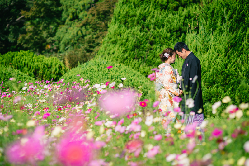 コスモスが綺麗で