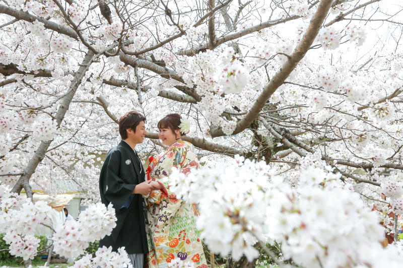 ４月　桜ロケ＆スタジオ撮影