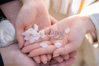 桜と撮影！　八坂付近でロケ