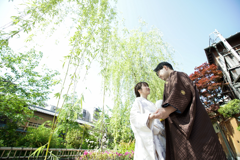 白川沿いの柳と共に