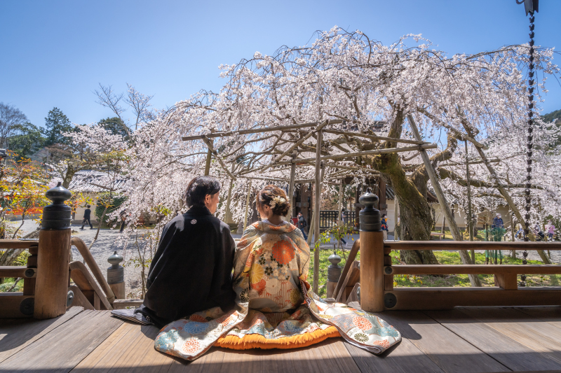 毘沙門堂と桜 ロケスタ撮影