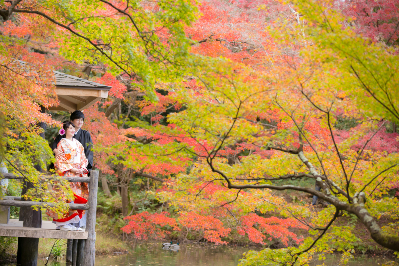 綺麗な紅葉と池