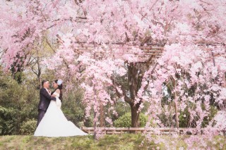 桜の綺麗な鴨川