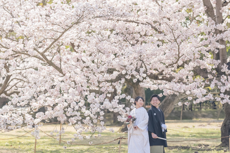 満開の桜の木の下で