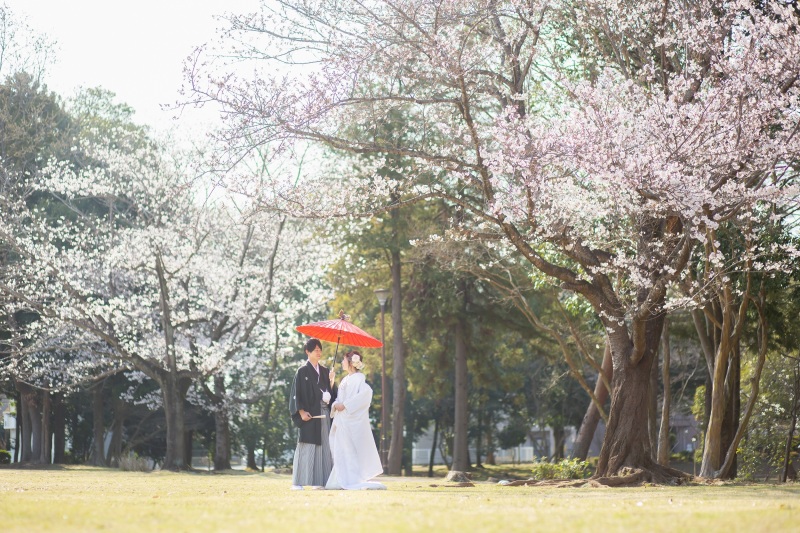 淡い桜色